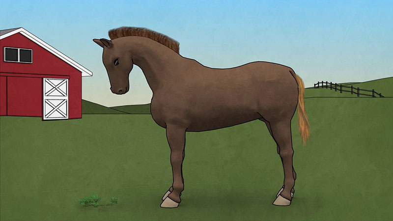 animal sciences animation