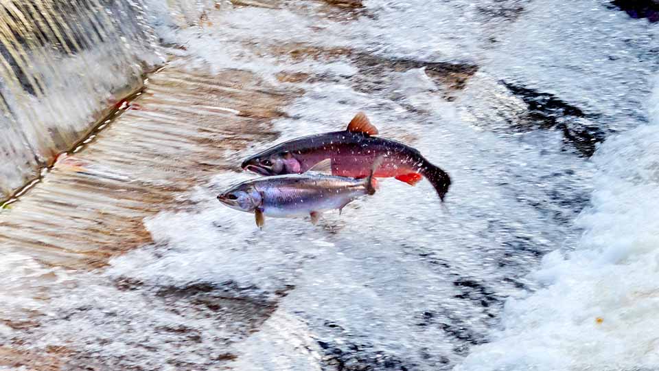 A male and female Chinook salmon jump out of the water as they swim upstream in a fast-flowing river