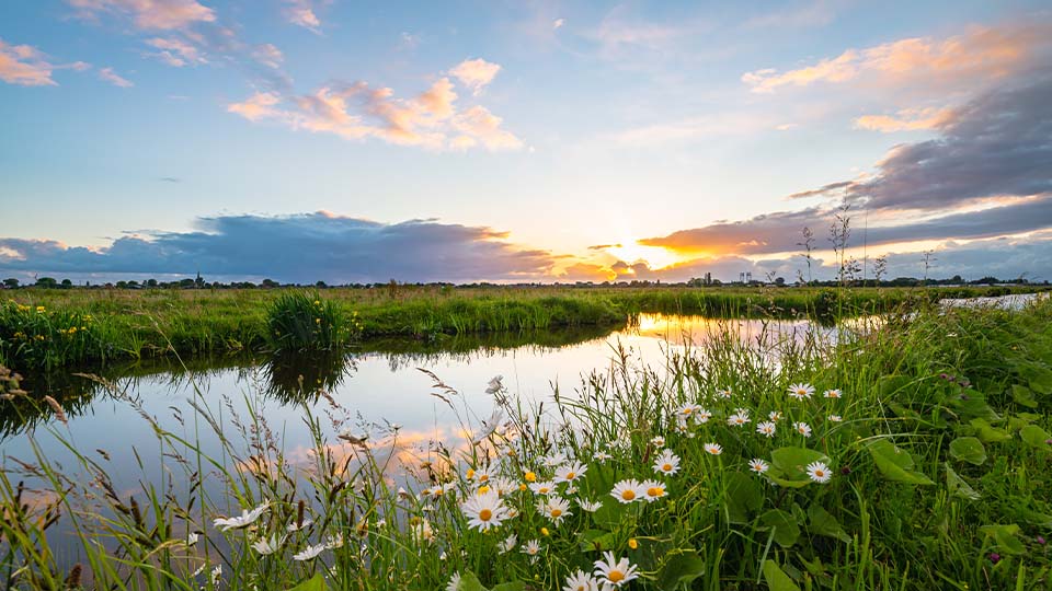 Sunset over a river in a green meadow with daisies and grass in the foreground.