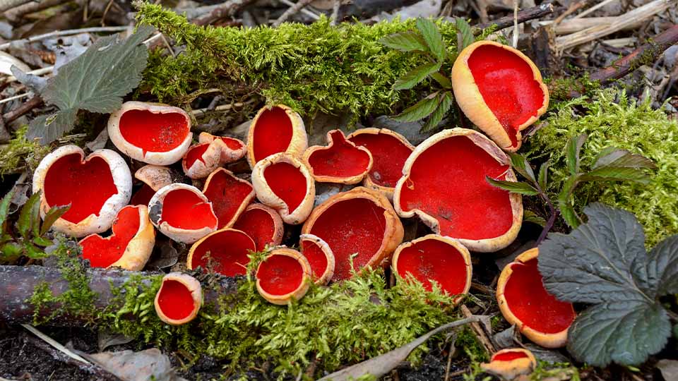 Bright red cup fungi grow among moss and leaves on the forest floor, illustrating fungi’s role in natural ecosystems and forest ecology