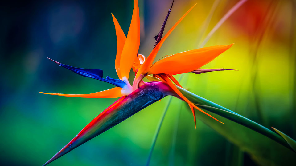 Close-up of a vibrant Bird of Paradise flower, showcasing its unique structure and vivid colors against a blurred natural background